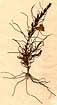 Gerardia delphinifolia L., close-up, front x3