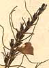Gerardia delphinifolia L., blomställning x8