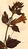 Gerardia glutinosa L., blomställning x8