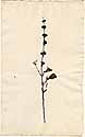 Gerardia purpurea L., front