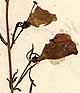 Gerardia purpurea L., blomställning x8