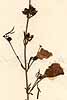 Gerardia purpurea L., blomställning x8