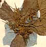 Gesneria acaulis L., inflorescens x8