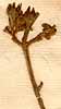 Gesneria tomentosa L., inflorescens x8