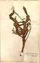 Gesneria tomentosa L., framsida