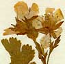 Geum montanum L., blomställning x8
