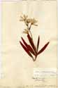 Gladiolus plicatus L., framsida