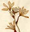 Gladiolus plicatus L., blommor x2