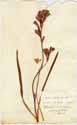 Gladiolus plicatus L., front