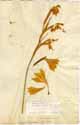 Gladiolus tristis L., framsida