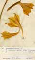 Gladiolus tristis L., blommor x2