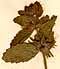 Glecoma arvensis L., blomställning x8