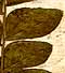 Gleditschia chinensis L.,  x8