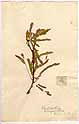Gleditschia triacenthos L., framsida