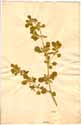Glinus lotoides L., front