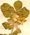 Glinus lotoides L., inflorescens x7