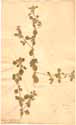 Glinus lotoides L., framsida