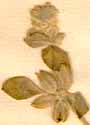Glinus lotoides L., blomställning x8