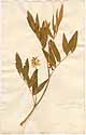 Glycine frutescens L., framsida