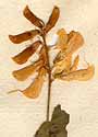 Glycine frutescens L., blomställning x8
