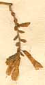 Glycine monoica L., blomställning x8