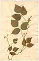Glycine monoica L., front