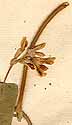 Glycine monoica L., blomställning x8