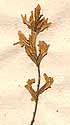 Glycyrrhiza glabra L., inflorescens x8