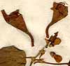 Gmelina asiatica L., blomställning x8