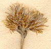 Gnaphalium alpinum L., inflorescens x8