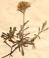 Gnaphalium alpinum L., inflorescens x7