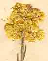 Gnaphalium arenarium L., inflorescens x8