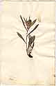 Gnaphalium norvegicum L., framsida