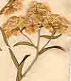 Gnaphalium obtusifolium L., blomställning x8