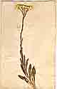 Gnaphalium orientale L., framsida