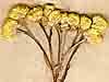Gnaphalium orientale L., inflorescens x8