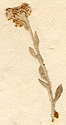 Gnaphalium stellatum L., inflorescens x8