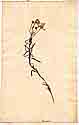 Gnaphalium teretifolium L., framsida