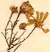 Gnaphalium teretifolium L., inflorescens x8