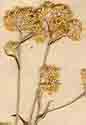 Gnaphalium undulatum L., inflorescens x8