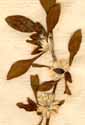 Gomphrena ficoidea L., blomställning x6