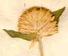Gomphrena globosa L., blomställning x5
