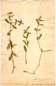 Gomphrena sessilis L., framsida
