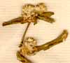 Gomphrena sessilis L., blomställning x6