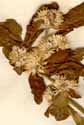 Gomphrena sessilis L., blomställning x6
