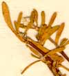 Gomphrena vermicularis L., close-up x6