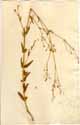 Gypsophila altissima L., framsida