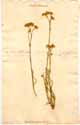 Gypsophila fastigiata L., front