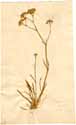 Gypsophila fastigiata L., framsida