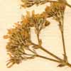Gypsophila fastigiata L., blomställning x8
